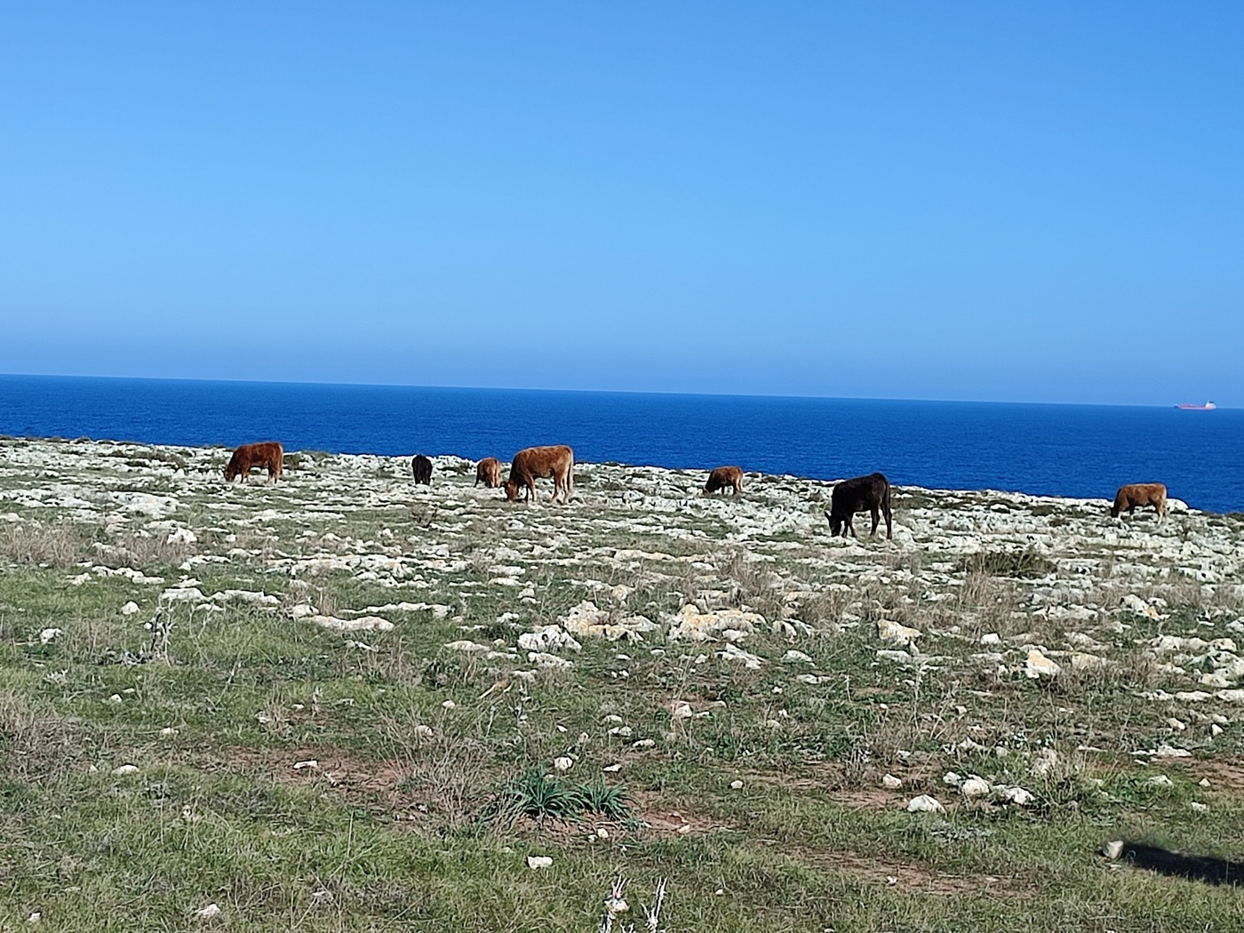Cows grazing on a rocky coastal headland with the Mediterranean beyond