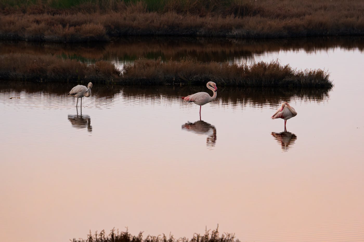 Pink flamingos wading in the shallow salt pans near Vendicari, southeast Sicily
