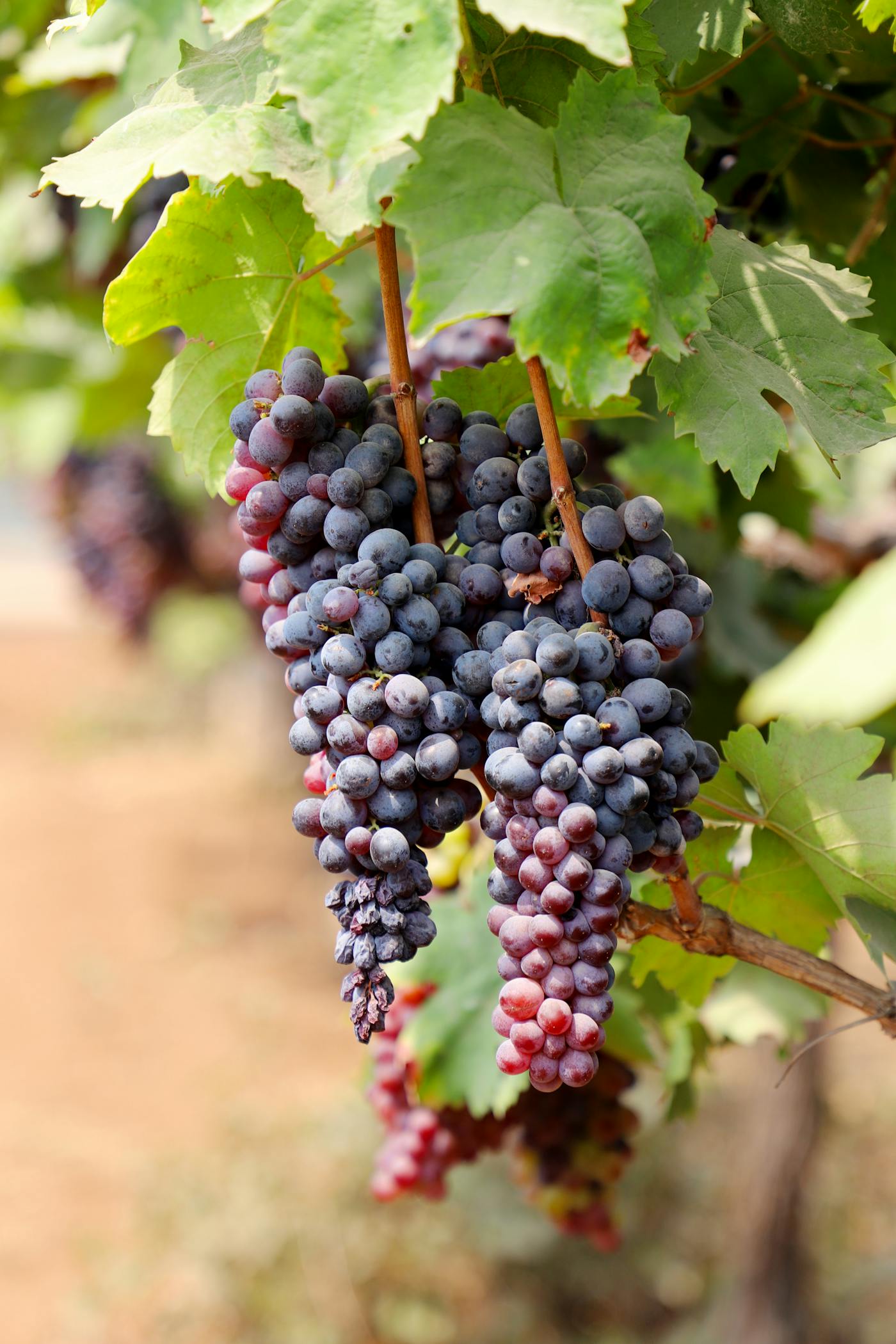 Ripe grape clusters hanging on the vine in warm afternoon light