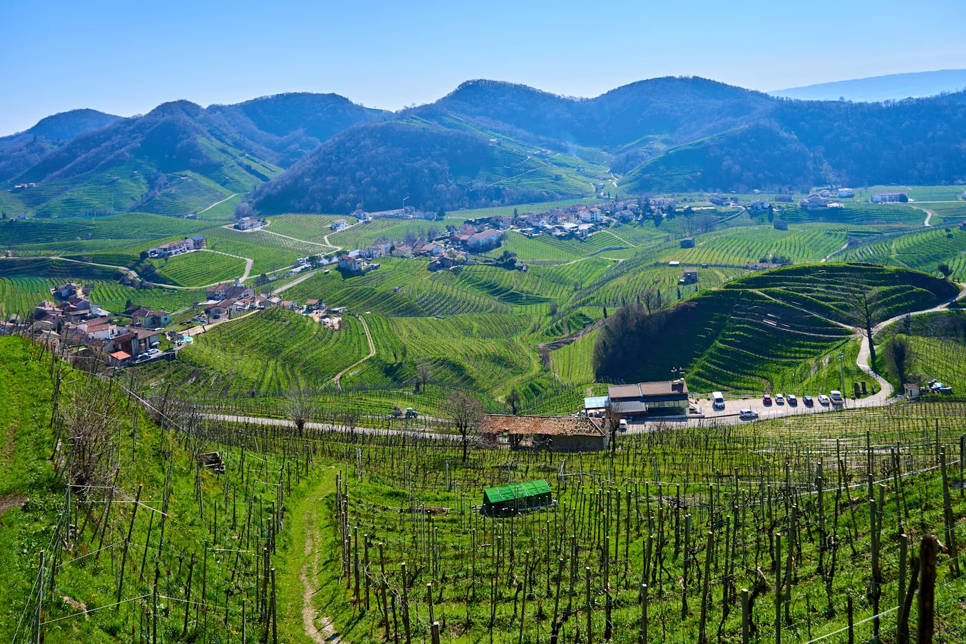 Rows of vines stretching across rolling Italian countryside under warm light