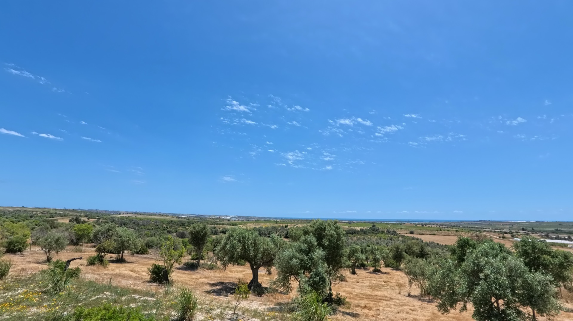 View from Villa Magnus across ancient olive groves toward the Ionian Sea