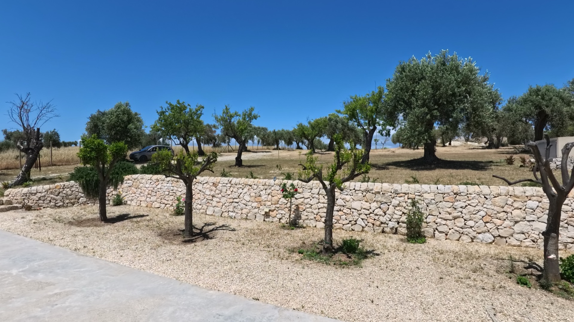 The entrance to Villa Magnus — dry stone wall, olive grove, and gravel drive